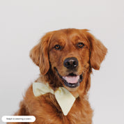 Dog Neck Tie