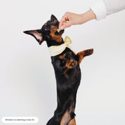 Dog Neck Tie