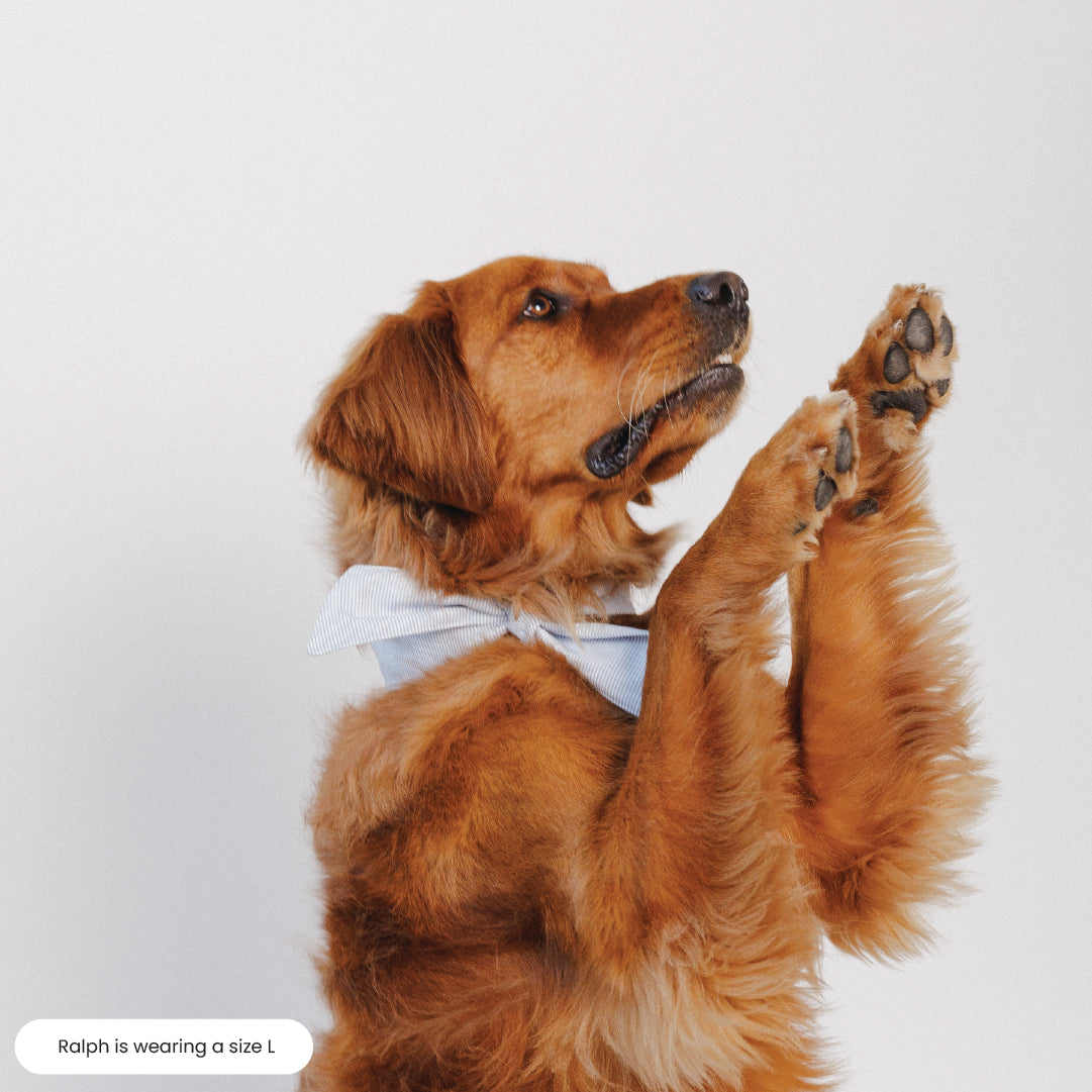 Dog Neck Tie