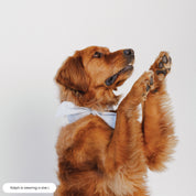 Dog Neck Tie