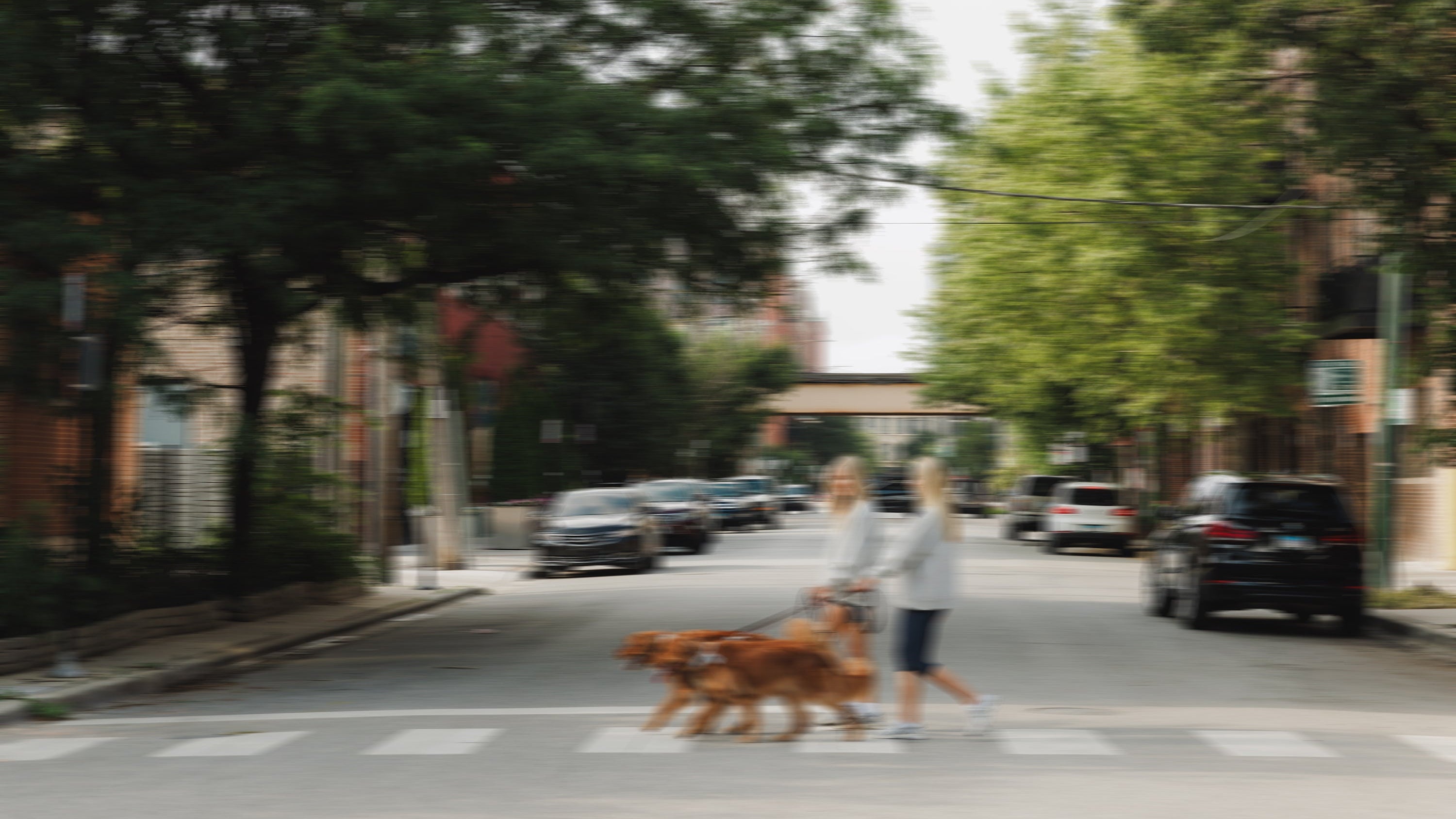 SR_Banner_-_The_Walk_Collection.jpg